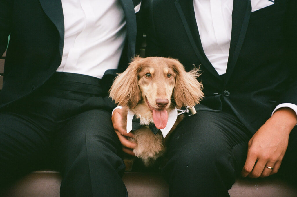 Fluffy brown dachshund between two men sitting wearing a formal bow tie collar.